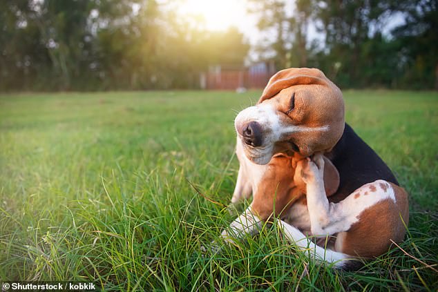 Leptospirosis is transmitted to humans through contact with contaminated urine from animals such as dogs, rats and cattle.