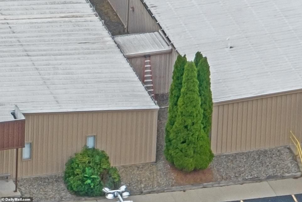 Frighteningly, some images show a ladder, hidden by dense undergrowth, placed against the side of the AGR building, leading directly to the roof