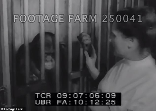 Beginning in the 1900s, some chimpanzees were raised alongside humans in an attempt to teach them language. However, evidence from these older cases has been largely dismissed by scientists. Pictured: A clip from a film titled 