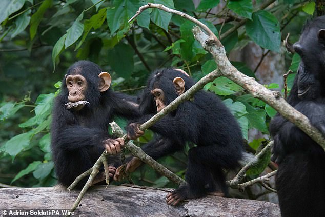 Researchers now believe that chimpanzees (stock photo) and possibly other apes are capable of speaking like humans