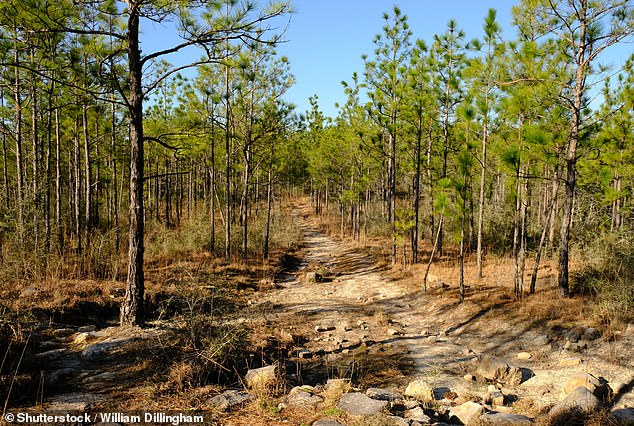 The group reportedly ventured about 1.5 miles down the Back Bone Trail in southern Natchitoches Parish to camp after their graduation celebrations