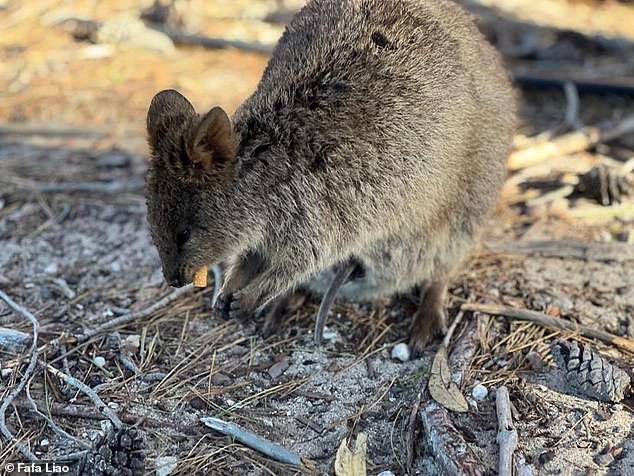 Taiwanese tourist Fafa Liao was visiting Rottnest Island when she saw a quokka eating a discarded cigarette butt (photo)