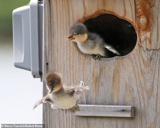 Two ducklings jump from their nest at Lake Bavaria in Minnesota