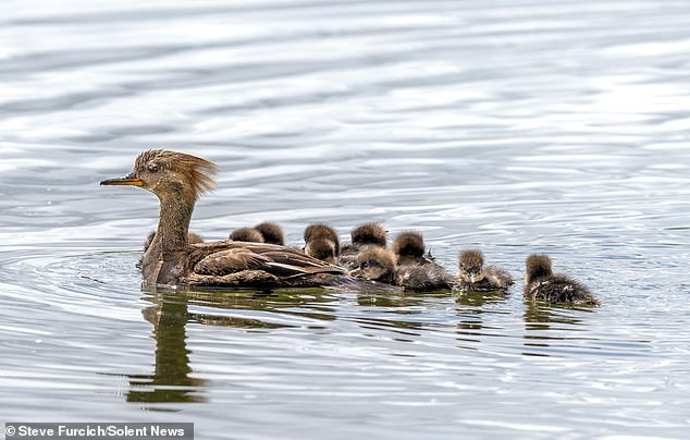 A group of young mergansers swim with their mother after diving from the nest in Lake Bavaria, Minnesota