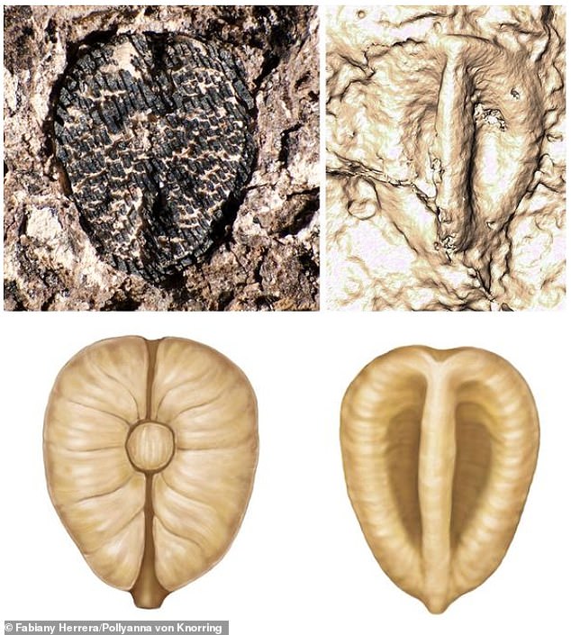 Lithouva from Colombia is the oldest fossil grape in the Western Hemisphere, about 60 million years old. Top image shows fossil accompanied by CT scan reconstruction. Bottom image shows artist's reconstruction