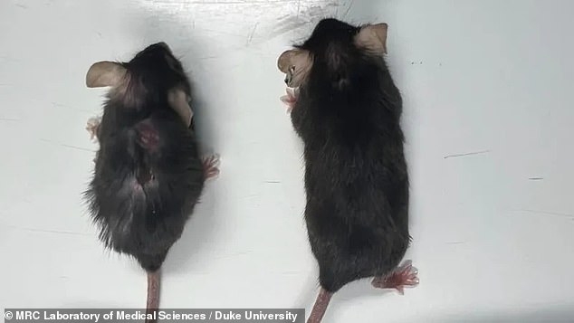 The 75-week-old animals, equivalent to a 55-year-old human, that received the drug (right) lived an average of 155 weeks, compared with the 120 weeks of the untreated animals (left).