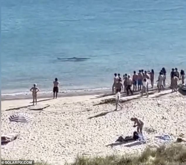 A shark caused panic among sunbathers on a busy beach in La Coruna, Spain, after coming close to the shoreline