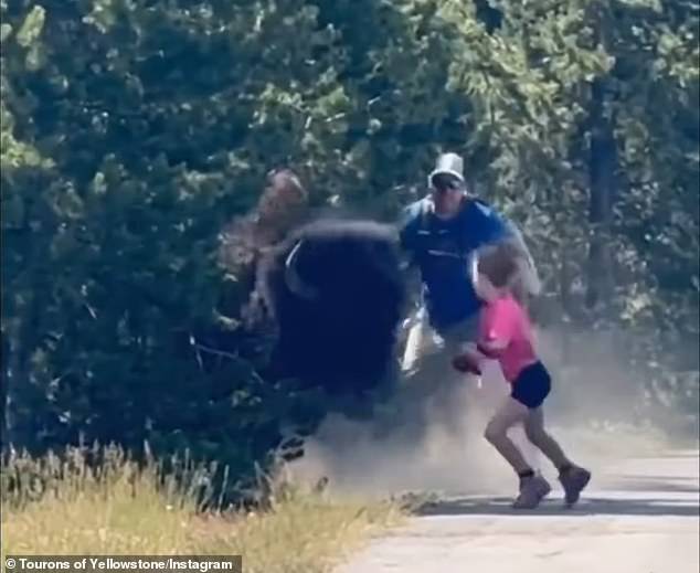 Footage captured a disgruntled bison attacking a family of four after they wandered off a paved trail in Yellowstone