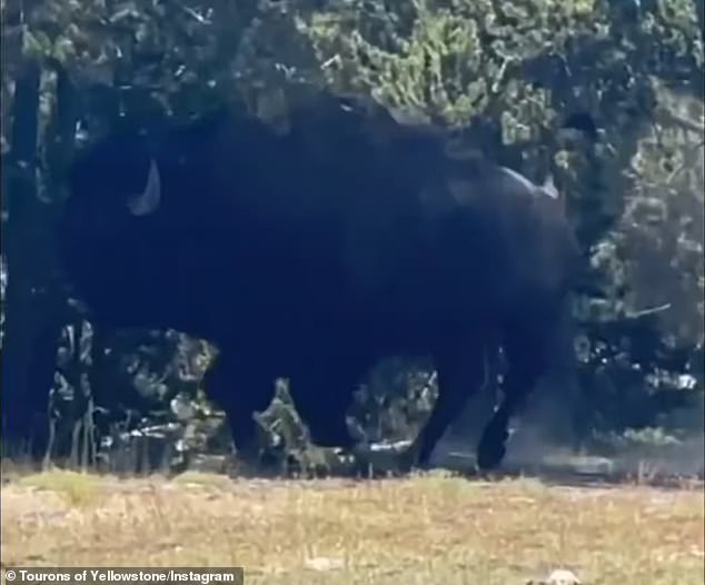 The visibly irritated bison charged through the trees towards the family with its tail in the air