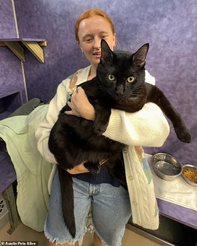 A massive 26-pound black cat has been put on a strict diet after animal rescuers in Texas intervened and took the cat to a shelter