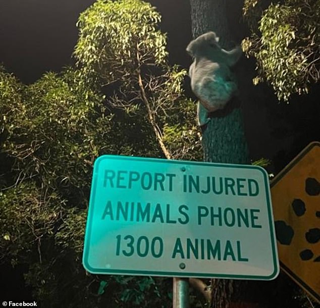 A Gold Coast resident spotted this koala climbing a tree after being hit by a car twice