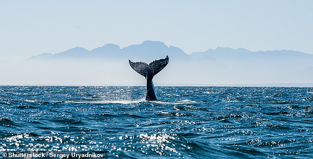 John was taken to hospital in critical condition after a whale struck their boat on Tuesday (stock photo)