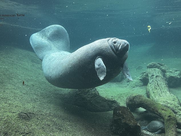 Manatees, also known as sea cows, can migrate hundreds of miles off the Florida coast in search of food