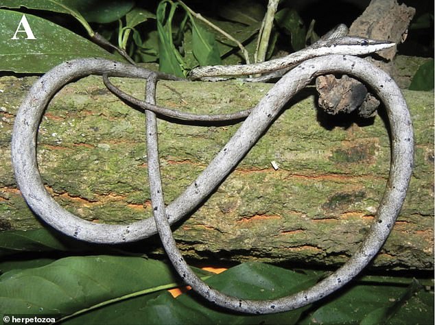 A wine snake (pictured) was killed by a hiker in La Paz and turned out to be the first of its kind discovered in Bolivia