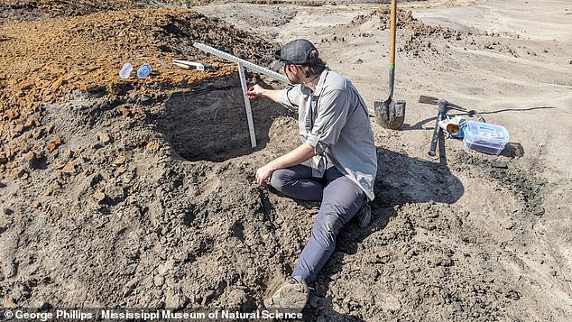The most complete dinosaur fossil ever discovered in Mississippi is now known to be from the hadrosaur family - but only 15 percent of it has been safely excavated. Researcher Derek Hoffman (above) turns to 3D forensic bone analysis to determine the exact hadrosaur species