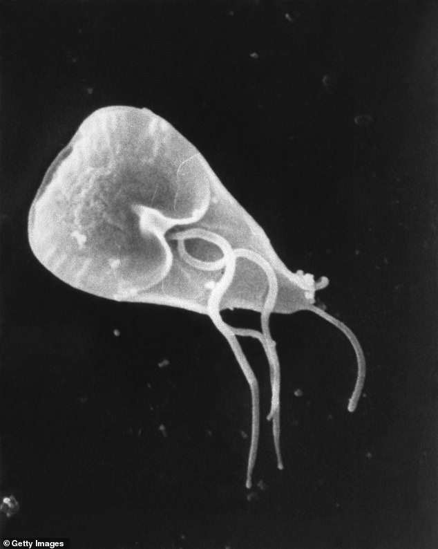 The school is currently dealing with an outbreak of the stomach virus giardia, which is caused by the parasite giardia lamblia. Pictured: A micrograph of a parasite giardia lamblia