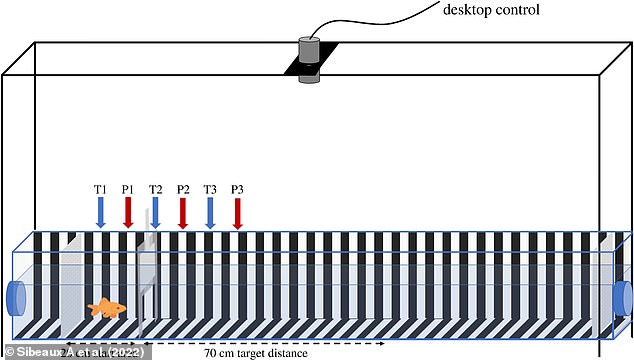 In a 2022 study, researchers from the University of Oxford trained goldfish to swim exactly 70 cm in an aquarium, showing that they could remember and map their surroundings