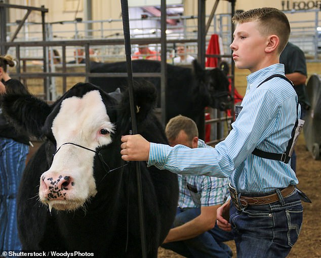 State and county fairs next month will adjust their livestock screening measures to limit the risk of bird flu, with many requiring farmers to provide proof that their cows have tested negative for the virus