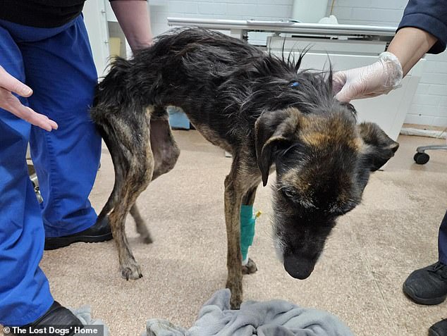 A five-year-old Staghound named Atticus was found infested with fleas and lice in an emaciated condition on June 21 and is now being cared for at the Lost Dogs Home in Melbourne