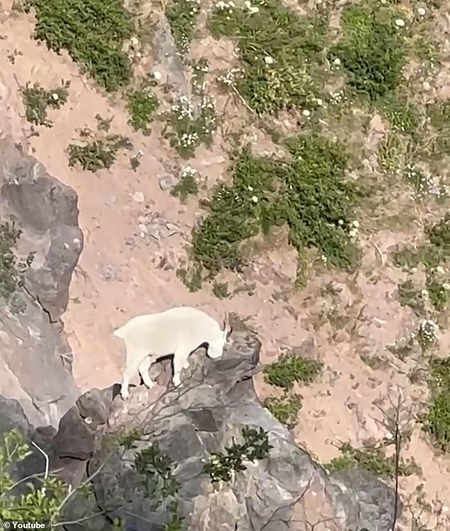 Jackson Smith and his friend were backpacking on the Yocum Ridge Trail in Oregon when they spotted a Rocky Mountain goat