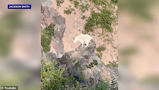 Rocky Mountain goats are the rarest wild mammals in Oregon and are more common in the eastern part of the state and the Central Cascades