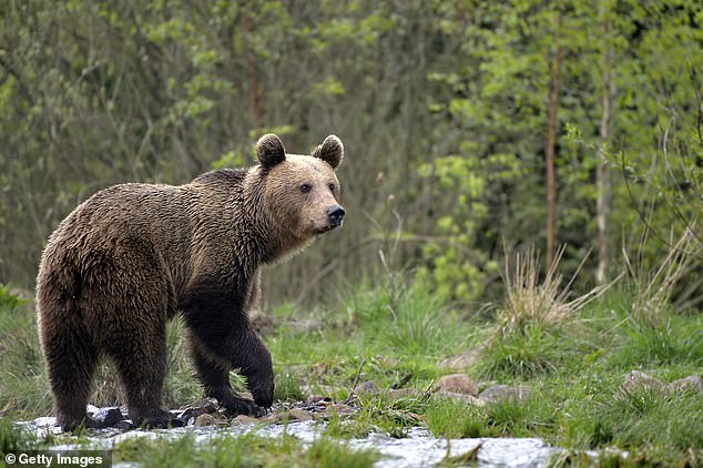 Pictured: A bear in the mountains of Romania. On Tuesday, a 19-year-old woman was attacked and killed by a bear in Romania