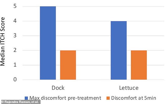 The researchers found that there was virtually no significant difference in discomfort (measured as the ITCH score) whether the person was treated with a sorrel leaf or a lettuce leaf