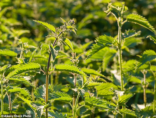 If you get stung by a nettle, scientists now say that using a lettuce leaf could work just as well as a sorrel leaf to reduce the pain