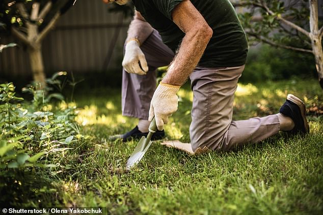 Chris Mcllroy of lawn experts The Grass People said there are four key steps you should take when it comes to caring for the grass in your yard (file image)