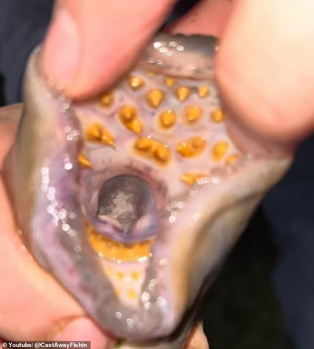 The fish gets its nickname from its sucker-like mouth and pointed teeth, which it uses to latch onto its victim and feed on its bodily fluids - sometimes feeding on them for weeks