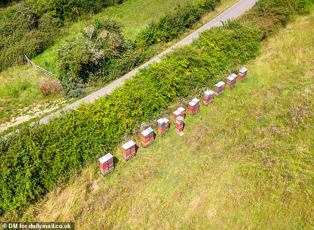 Jeremy Clarkson has gone to war with local walkers at his Diddly Squat Farm by placing beehives on the edge of his farm, next to a public footpath, to keep out curious fans