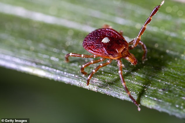 His unexplained allergy was the result of a condition he contracted from Lone Star ticks called Alpha-Gal Syndrome (AGS).