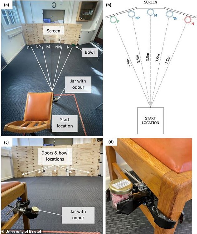 Dogs were trained to know that bowls in some locations contained treats and in others none at all. To measure the dog's optimism, a bowl was placed in a new location while the researchers measured how quickly the dog walked toward it.