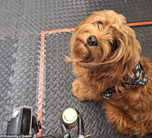 Researchers have found that dogs become more pessimistic when they smell stressed people. In a test, 18 dogs (pictured) were found to make less optimistic choices after smelling the scent of stress