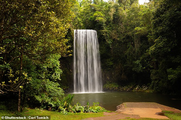 An emergency search and rescue operation is underway after two swimmers failed to surface at the Millaa Millaa Falls, south of Cairns