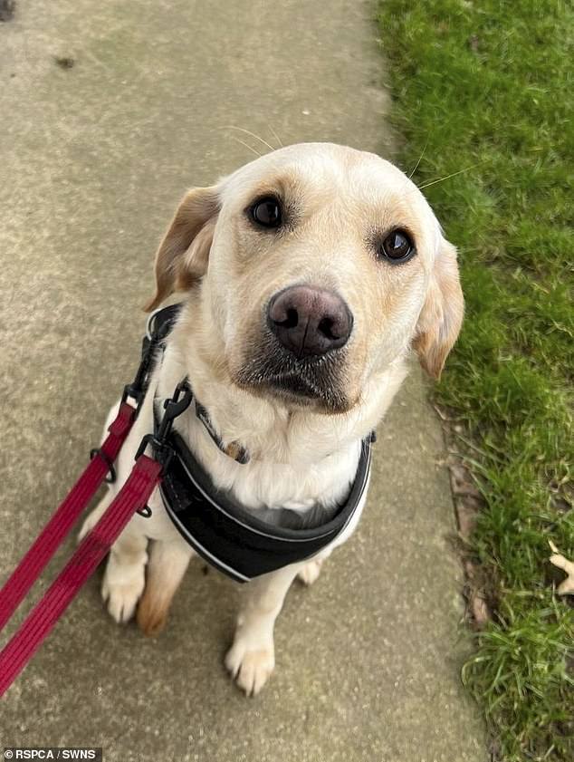 One-year-old Golden Labrador Honey was kicked, beaten with a broom and attacked with a wheelie bin in a shocking campaign of abuse