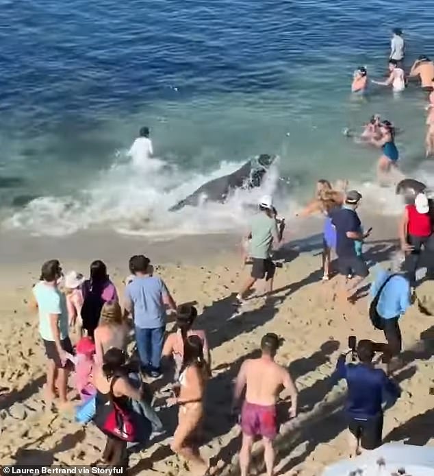 Earlier this month, beachgoers at La Jolla Cove were left screaming and crying after a protective sea lion approached them