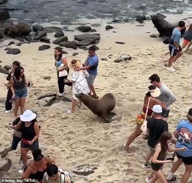 The two sea lions were captured on video running through beachgoers at La Jolla Cove over the weekend. Experts say they were chasing each other for territory, not people.