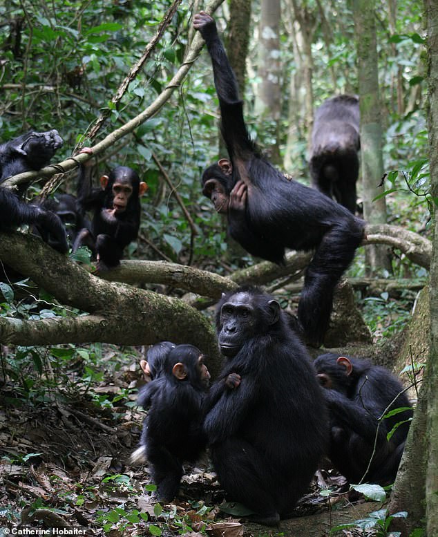 Whether it's an important business meeting or a chat between friends, humans can easily keep up with rapid conversations. Now it turns out that our closest living relatives, chimpanzees, can too