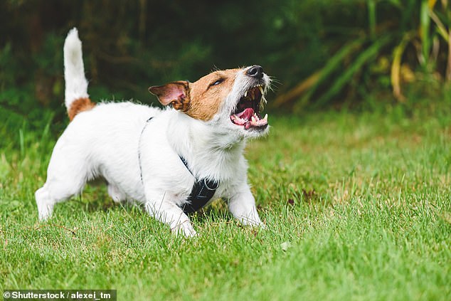 Barking Hell: A This is Money reader has a noisy barking dog living in the neighborhood