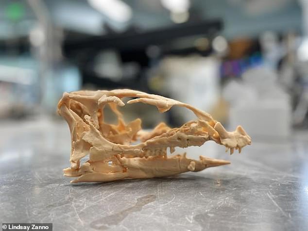 The Fona fossils were so well preserved that the team was alerted to the possibility that the creatures may have spent time underground. Pictured: 3D-printed Fona skull