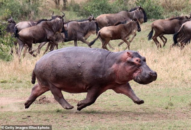 Scientists were surprised to discover that hippos spend 15 percent of the time they gallop on land flying