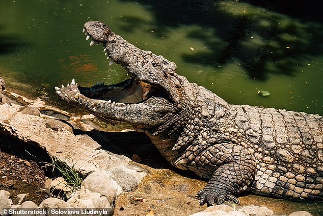 Police believe they have found the remains of a missing 12-year-old girl who disappeared after a suspected crocodile attack in the Northern Territory (stock image)