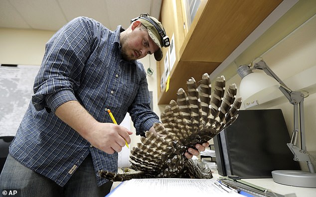 To save the endangered spotted owl from possible extinction, American conservationists are embracing a controversial plan: hire trained marksmen to kill its rivals. Above, wildlife technician Jordan Hazan records data in a lab from a rival male spotted owl he shot earlier that night.