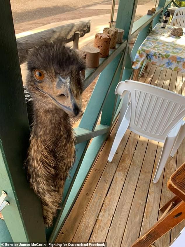 Two emus, Kevin (pictured) and Carol, once terrorised the Yaraka Hotel in Yaraka, south-west Queensland, stealing food, drinks and even car keys from customers