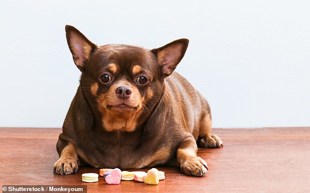 Portly pups could one day be given an Ozempic-like drug to help them slim down just like their owners, with some companies already investing millions in research
