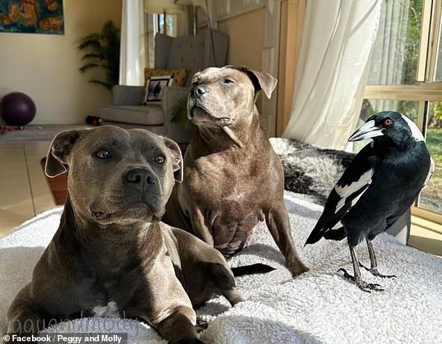 Fans of Molly the magpie can enjoy a new animated series about the bird's friendship with two dogs, Peggy and Ruby (pictured)