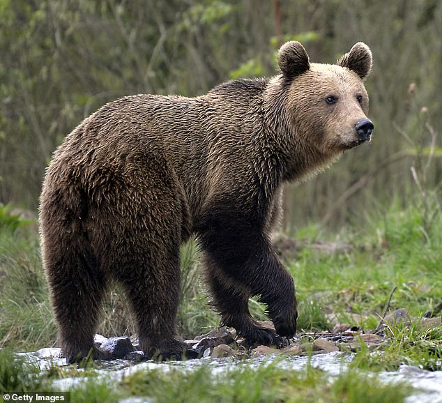 Pictured: A bear in the mountains of Romania. On Tuesday, a 19-year-old woman was attacked and killed by a bear in Romania