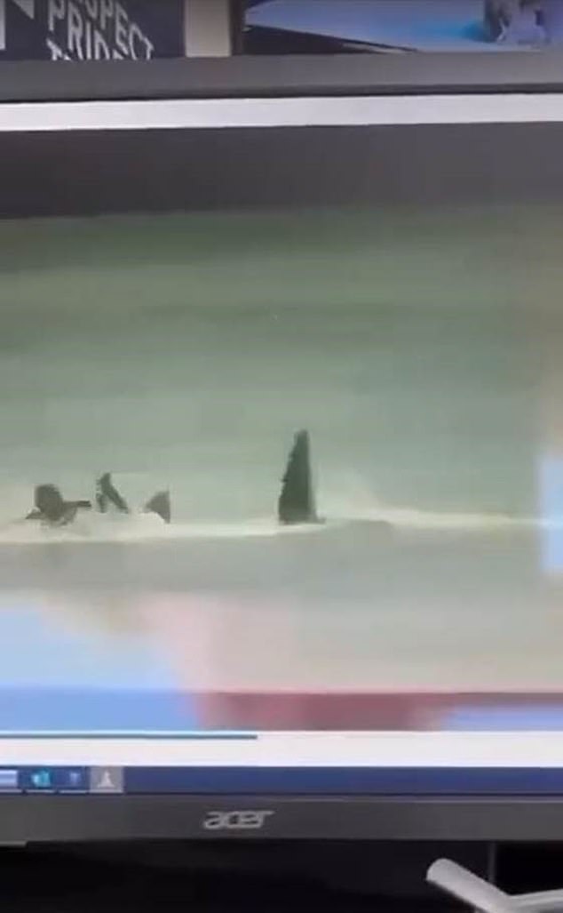 The video was filmed from a screen that appears to be in a NSW police station and shows a surfer paddling out before a huge dorsal fin and tail appear in the water and drag them underwater.