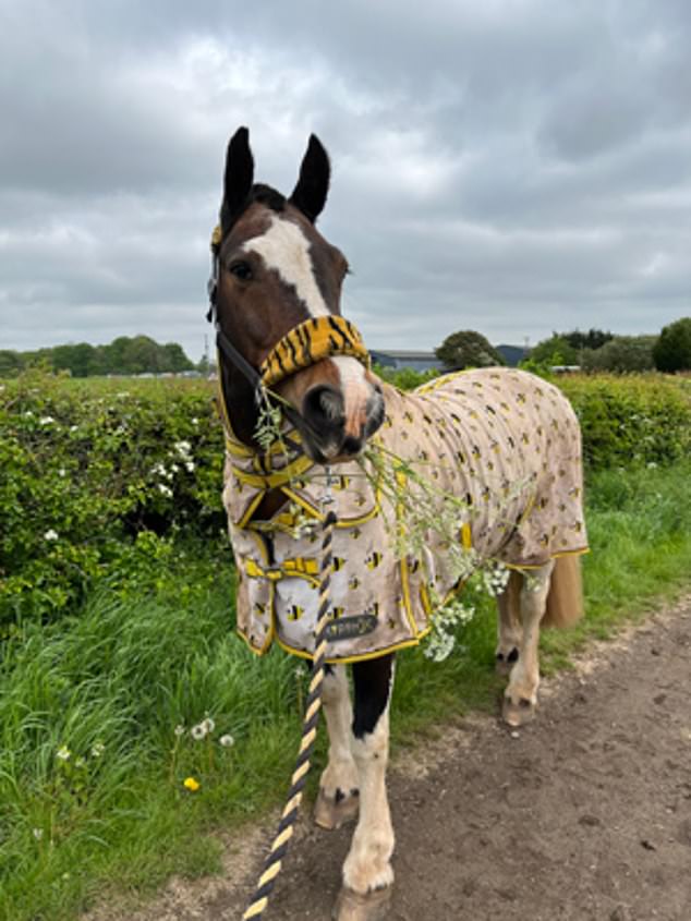 Alfie (pictured) was found dead at a property on Owday Lane, Carlton-in-Lindrick, Worksop in Nottinghamshire, at around 10.30am on Thursday